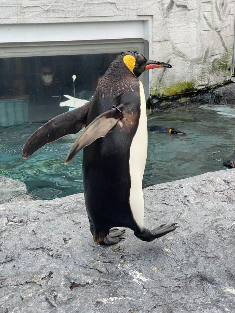 旭山動物園 ペンギン 秋